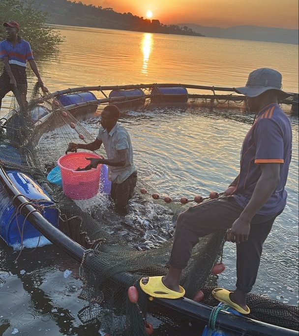 Fishermen harvesting farmed tilapia from a cage on Lake Victoria at sunset