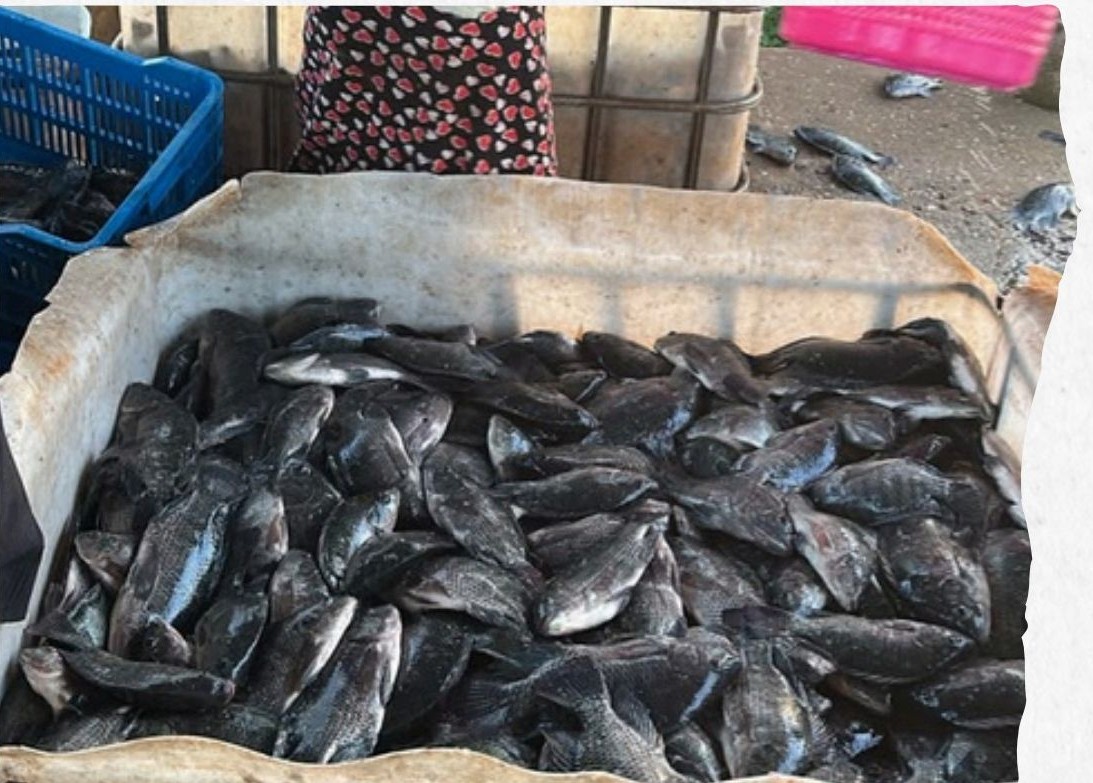 Freshly harvested tilapia in a holding tub